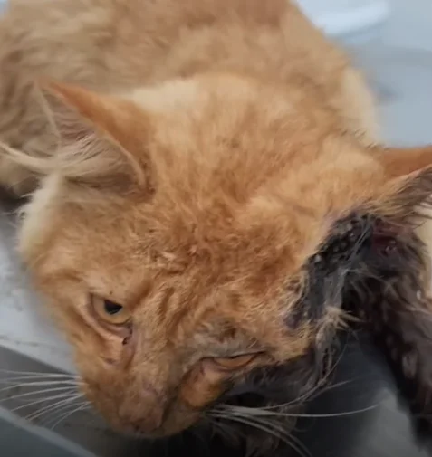 Registro sensível de um gato laranja com ferimento na região da cabeça